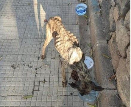 Perro desnutrido/C7.