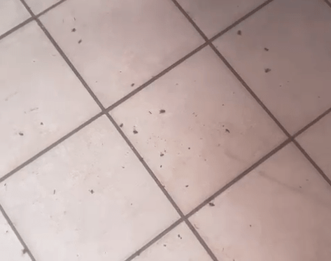 Imagen de la plaga de moscas en la costa de Telde