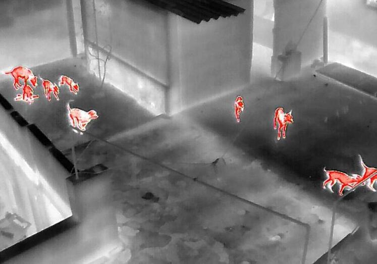 Foto cedida por la Policía Local obtenida por la cámara térmica del dron. En la imagen, los perros, en la azotea de la casa de La Pardilla/C7. Foto cedida por la Policía Local obtenida por la cámara térmica del dron. En la imagen, los perros, en la azotea de la casa de La Pardilla/C7.