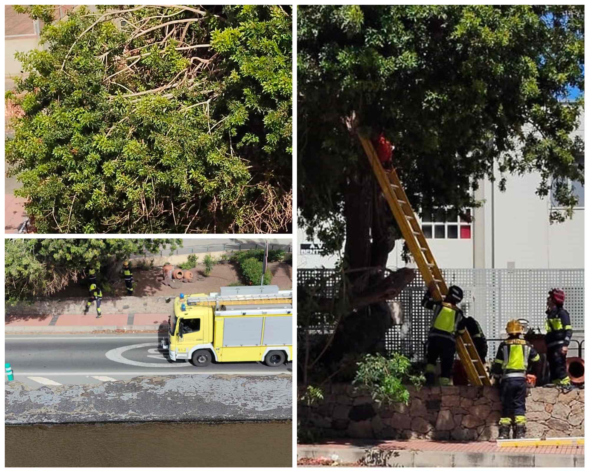 Los bomberos retiran una gran rama con riesgo de caer sobre la carretera en Lomo Cementerio