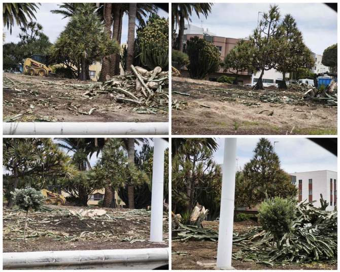 Destrucci&oacute;n de especies vegetales en la rotonda de El Roque/TA.