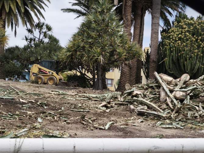 Destrucci&oacute;n de especies vegetales en la rotonda de El Roque/TA.