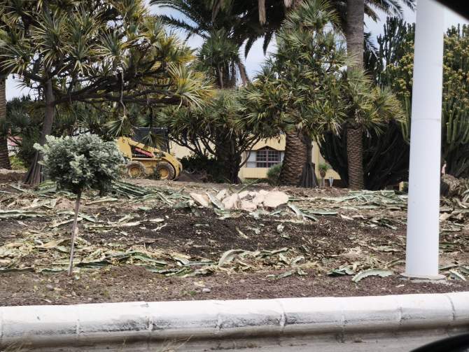 Destrucci&oacute;n de especies vegetales en la rotonda de El Roque/TA.