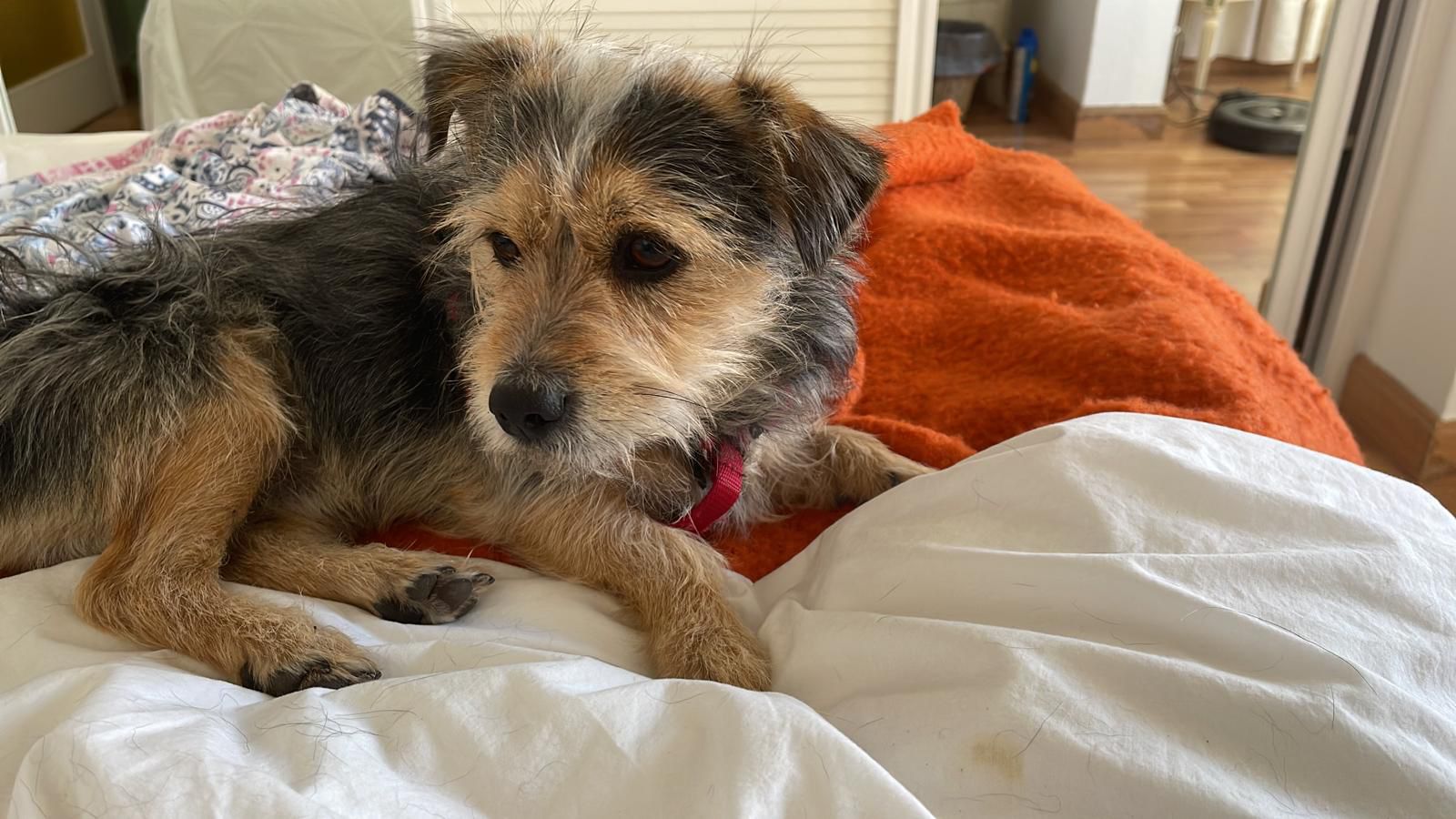 Coco, el yorkshire terrie en búsqueda (Foto cedida)