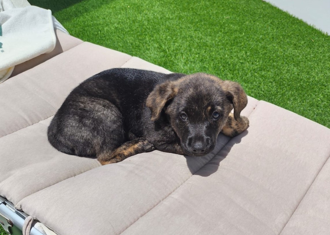 Buscan a los dueños de un cachorro hallado deambulando por Valle de Los Nueve