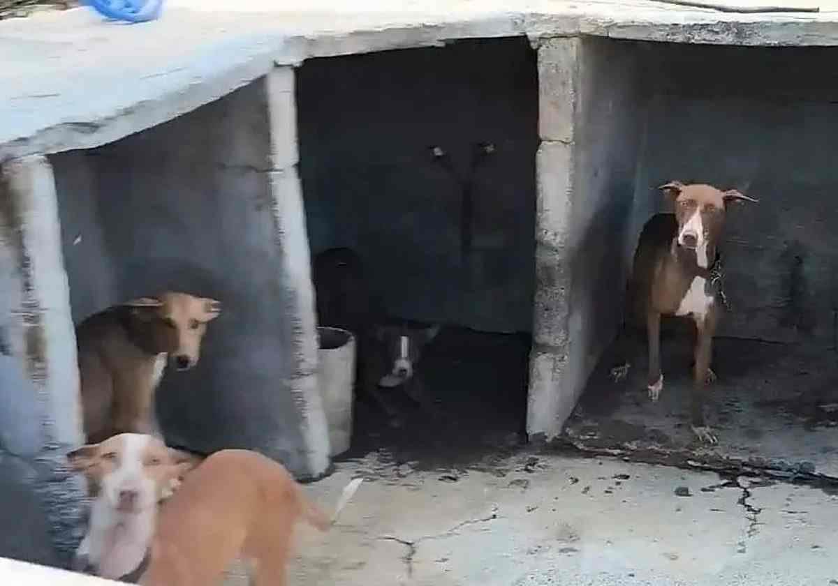 PACMA pide una revisión veterinaria de los perros de la finca de Telde