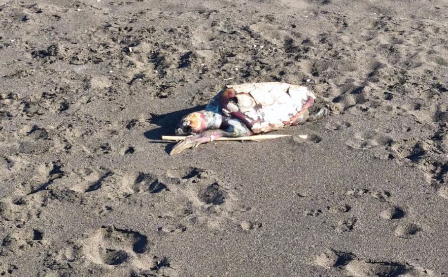 Tortuga muerta desde hace tres días en la playa de San Borondón