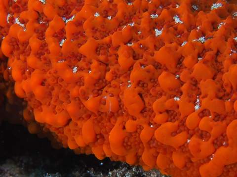 Foto Ernesto Collado