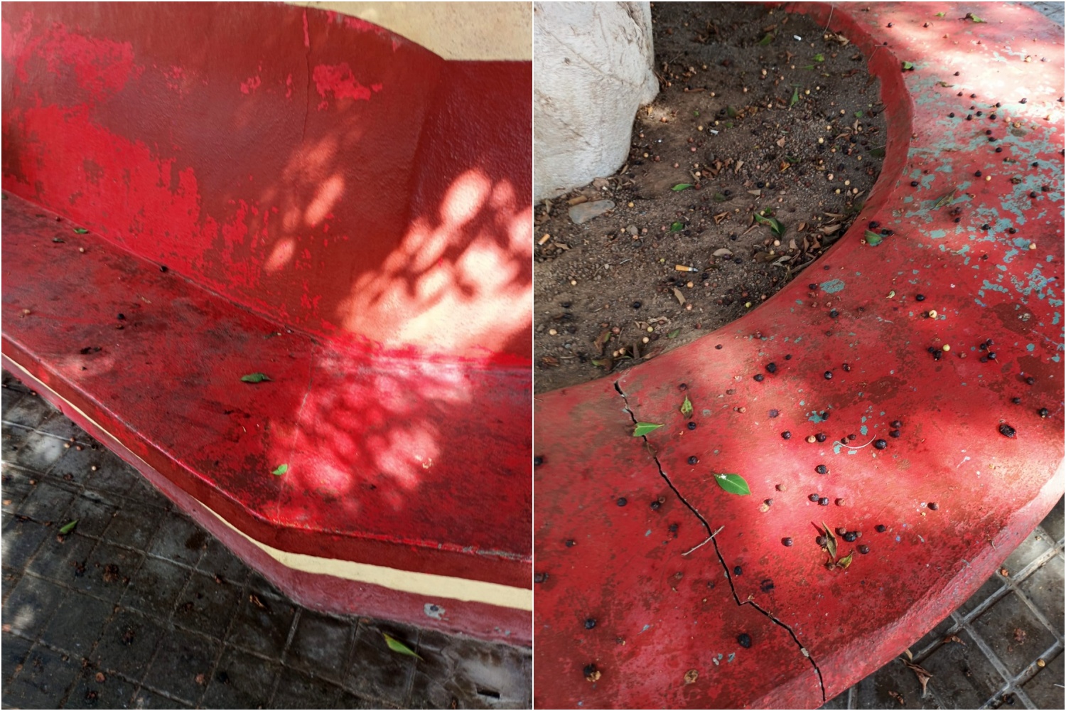 Estado del zócalo ajardinado y de los bancos de la plazoleta (Fotos cedidas)