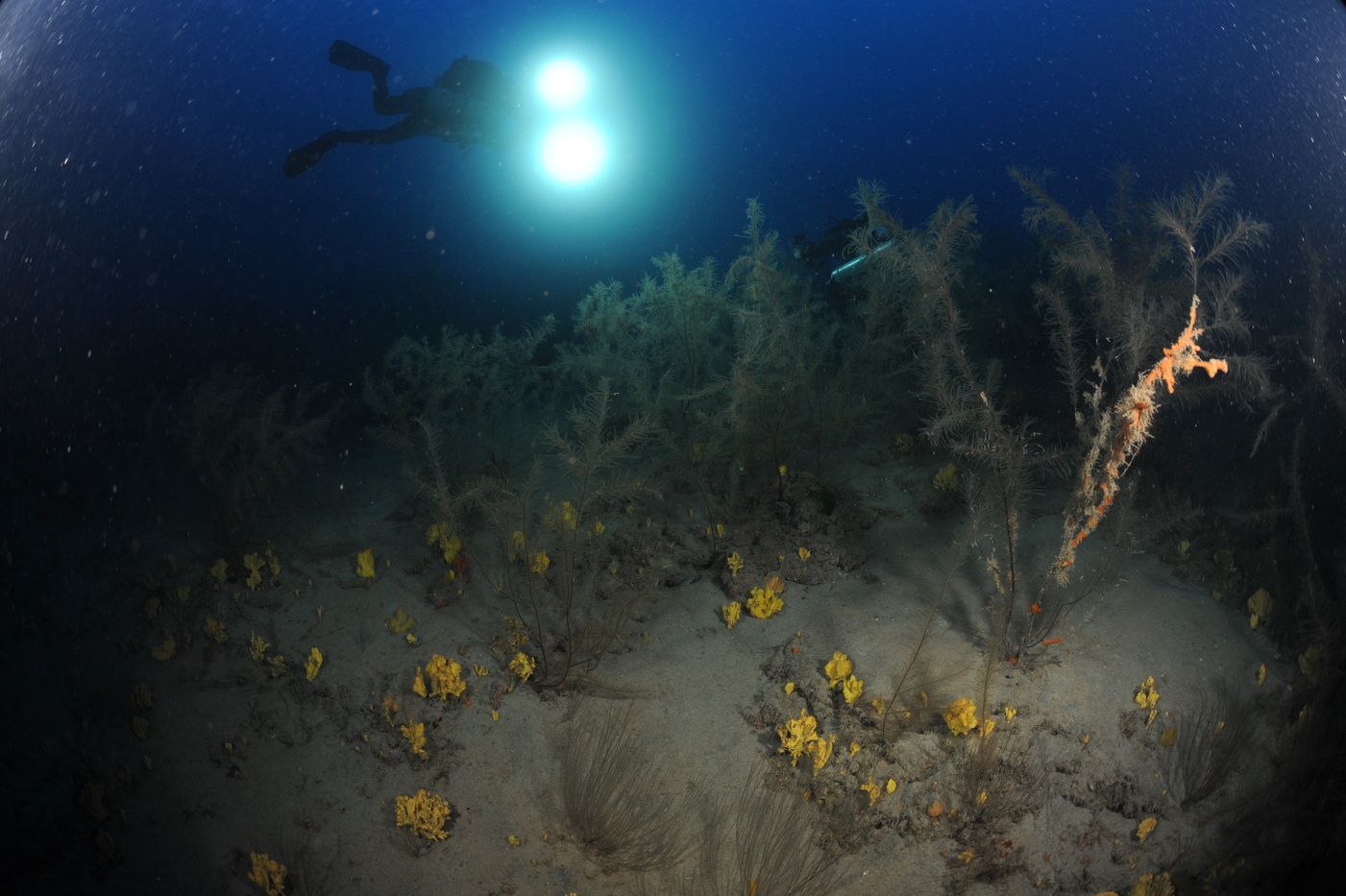 Bosques mesofóticos de corales negros formados por coral negro (Foto: Fernando Espino)