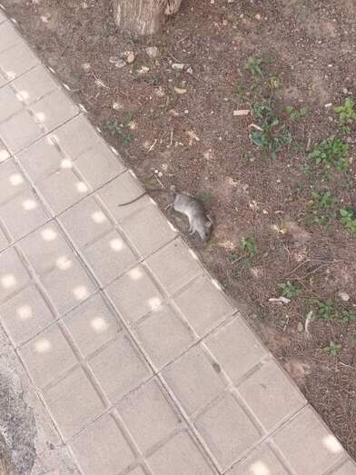 Una rata muerta en El Goro / TA