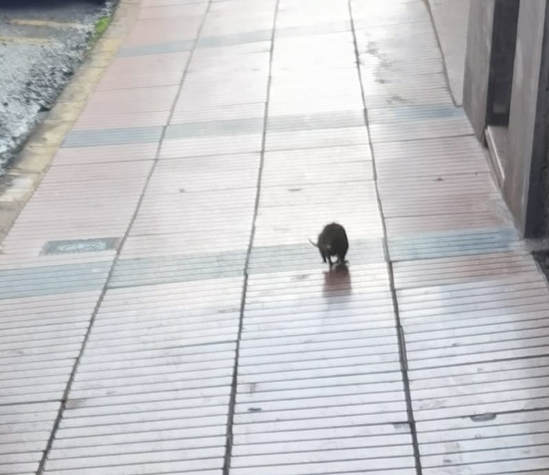 Los roedores campan a sus anchas en Casas Nuevas y en Cruce de Melenara