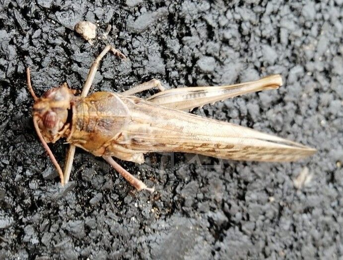 Ejemplar de langosta visto en una calle de Clavellinas/TA.