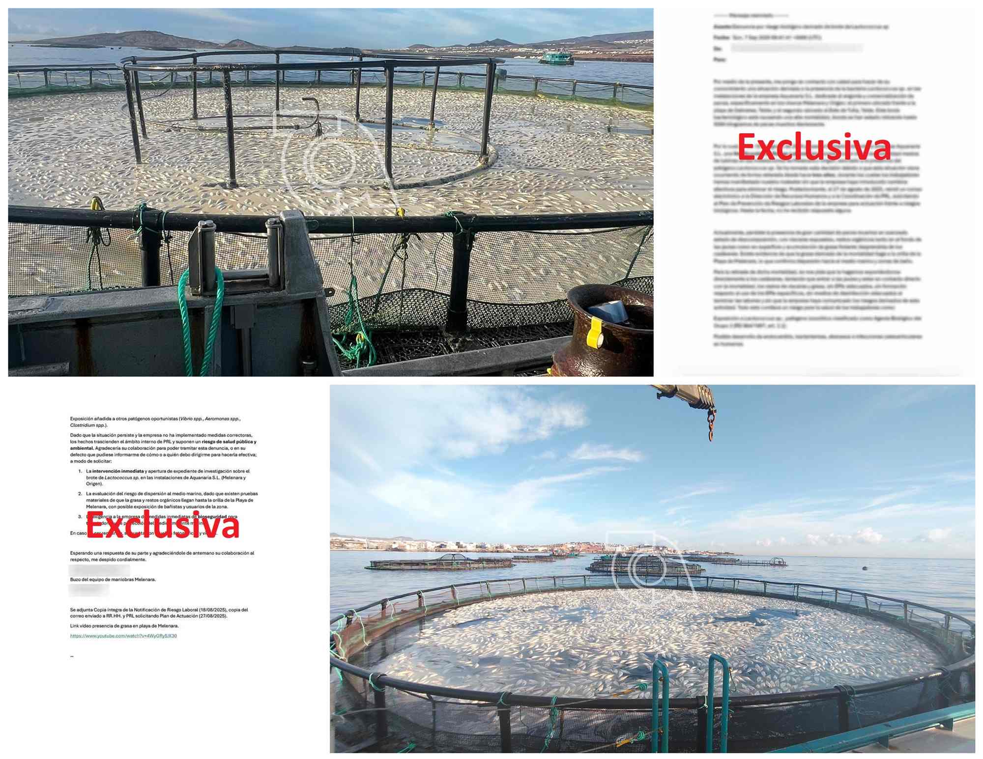 Denuncia de un buzo y jaulas marinas de Melenara llenas de peces muertos/TA.ertos/TA.