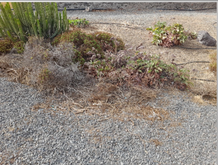 Quejas por el abandono de los jardines en la Avenida Alejandro Castro